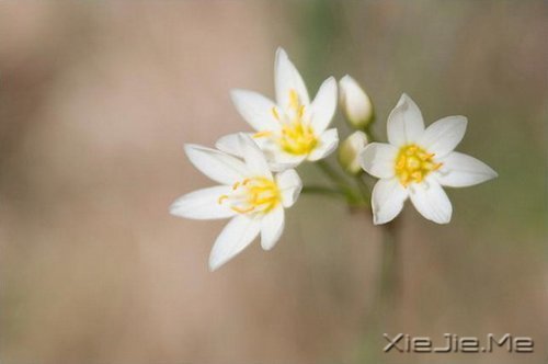 ������û��������Ȼ��ֻ���ĸ���Ը (8)