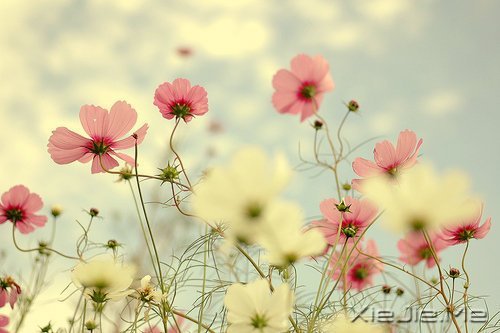 晚安心语:身在万物中,心在万物上 (6)