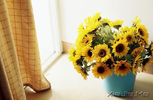 早安心语:用你的脚步,把世界走成爱的风景 (3)